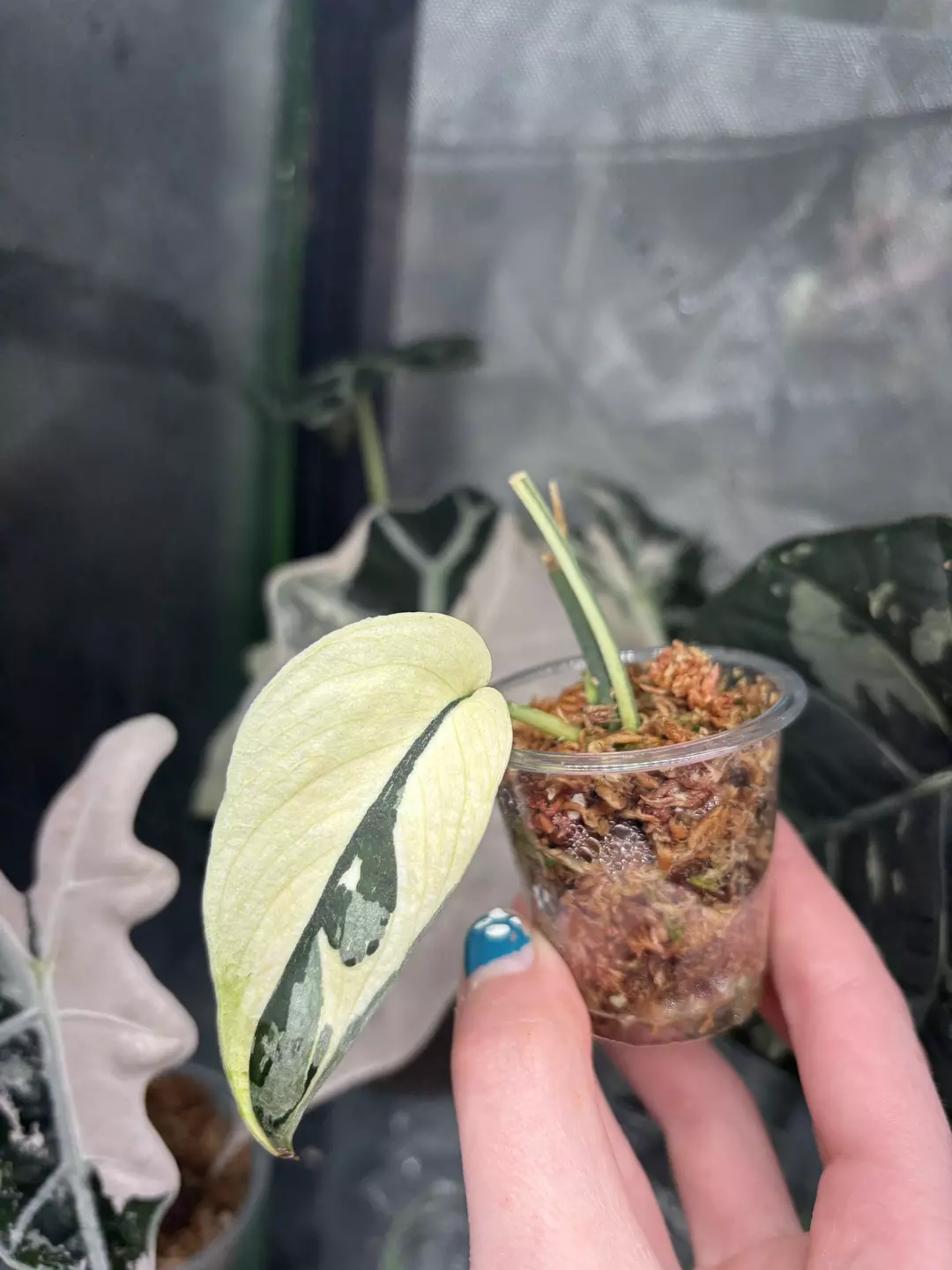 Mayari Albo cutting with growth! thumbnail