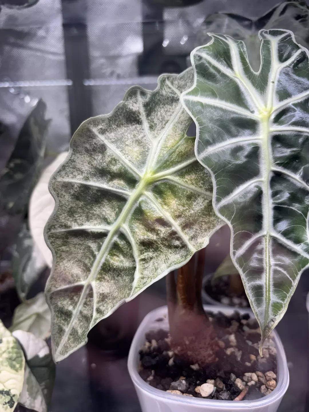 Polly Ghost Sprouted and Rooting Corm thumbnail