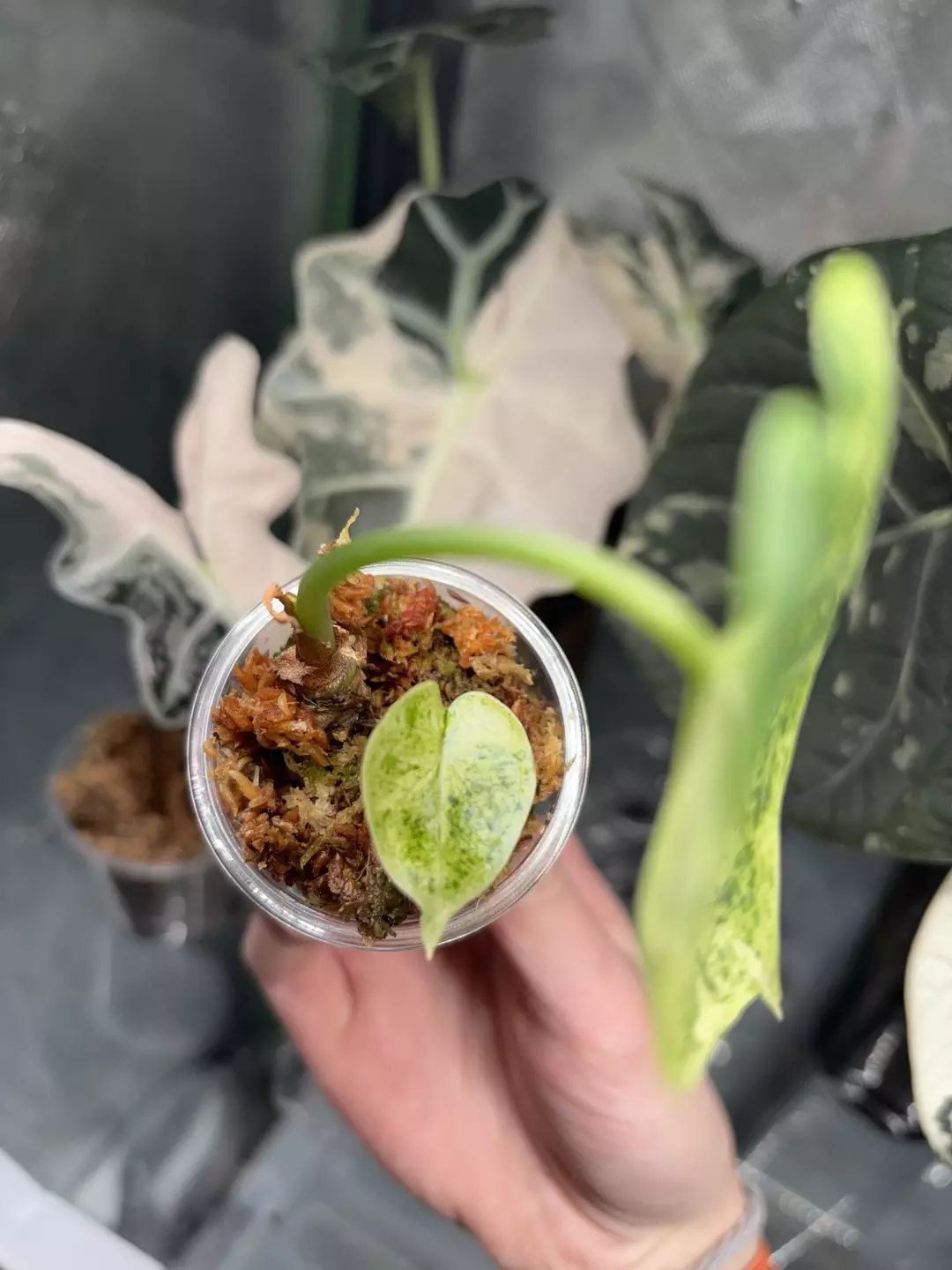 Dragon Scale Mint pup thumbnail