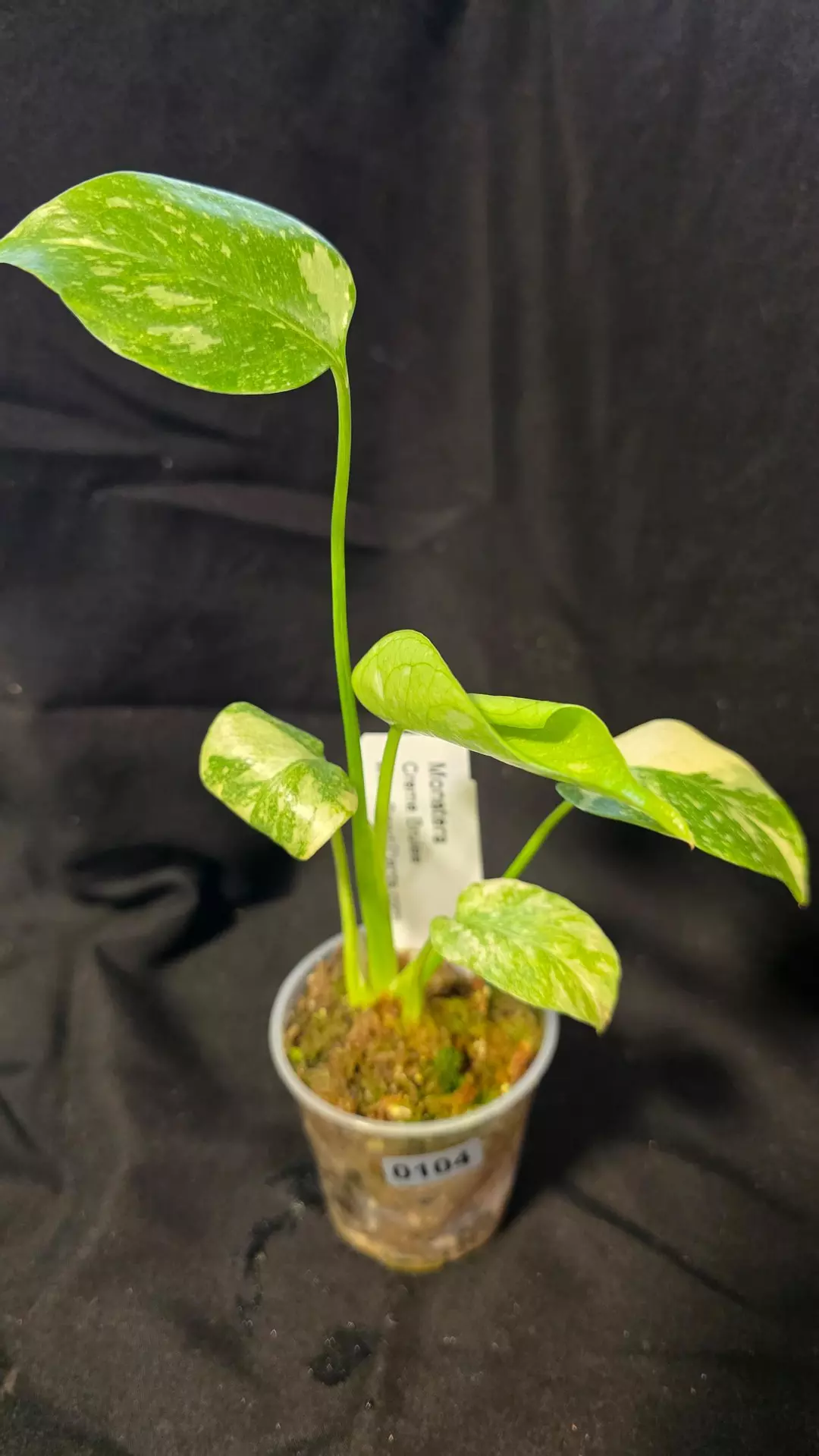 0104 Monstera Creme Brulee thumbnail
