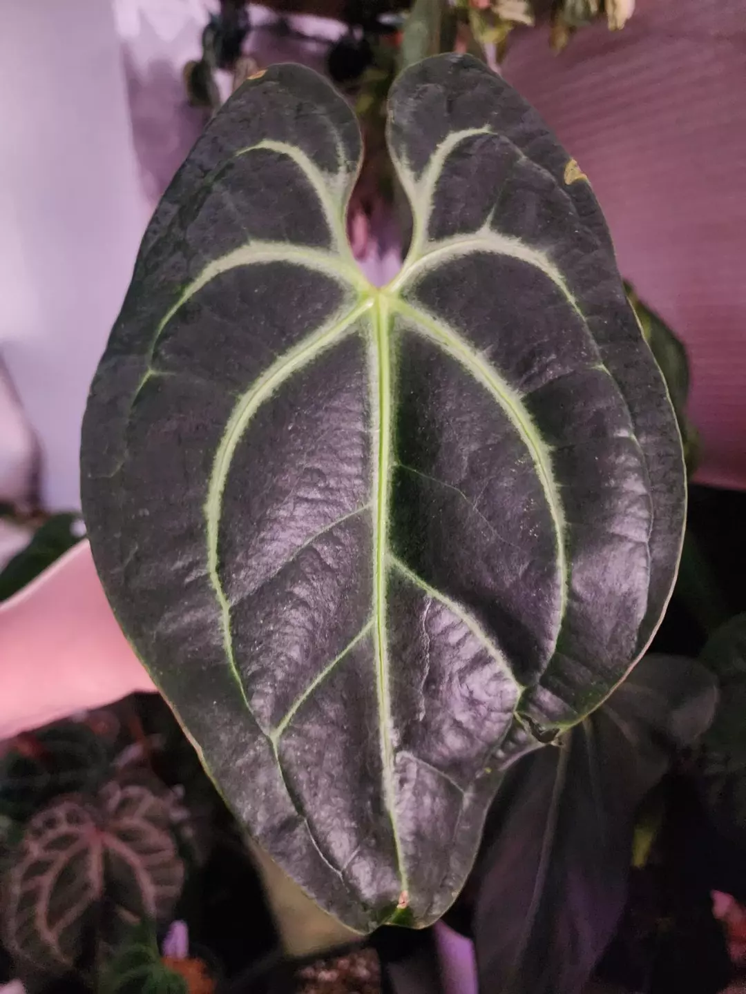 Blue Spider Besseae aff clone cut 2 roots & 10+nodes thumbnail