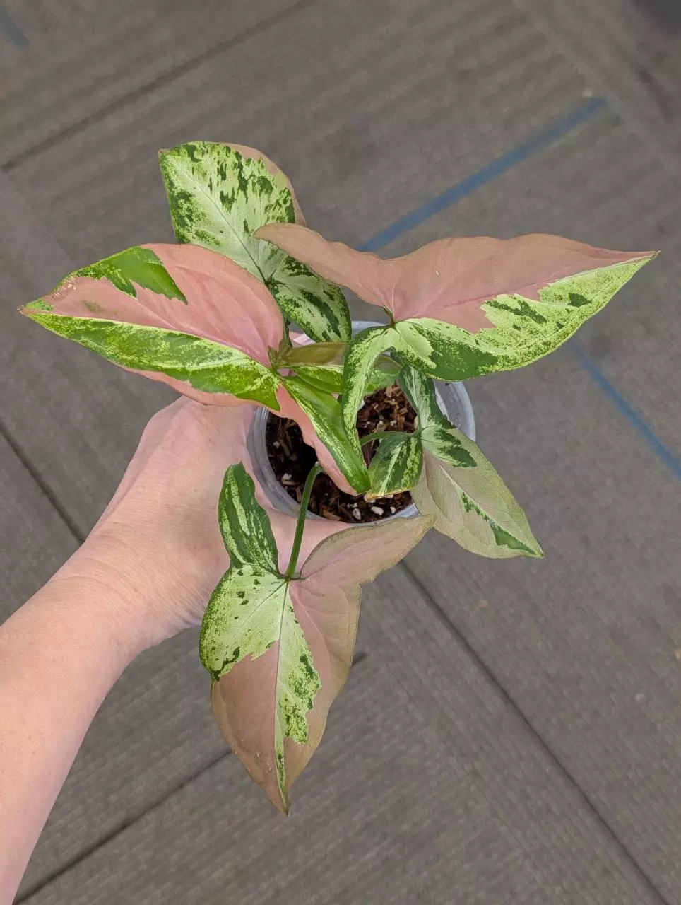 Syngonium Polly Tricolor thumbnail