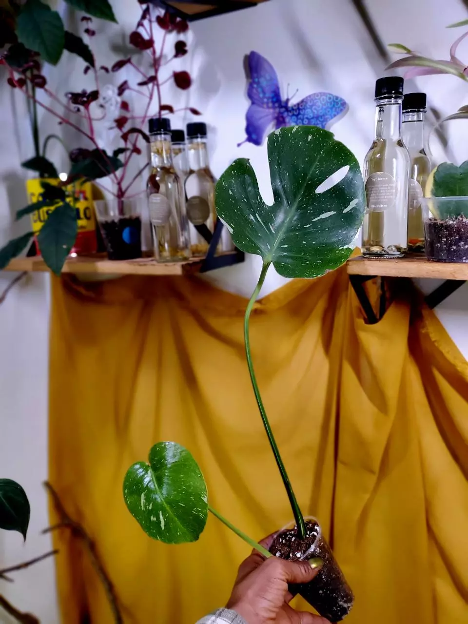 Monstera Thai Constellation 🌠🪴 Rooted CUTTING ✨️ Perforate Leaf! ~ 1 FT thumbnail