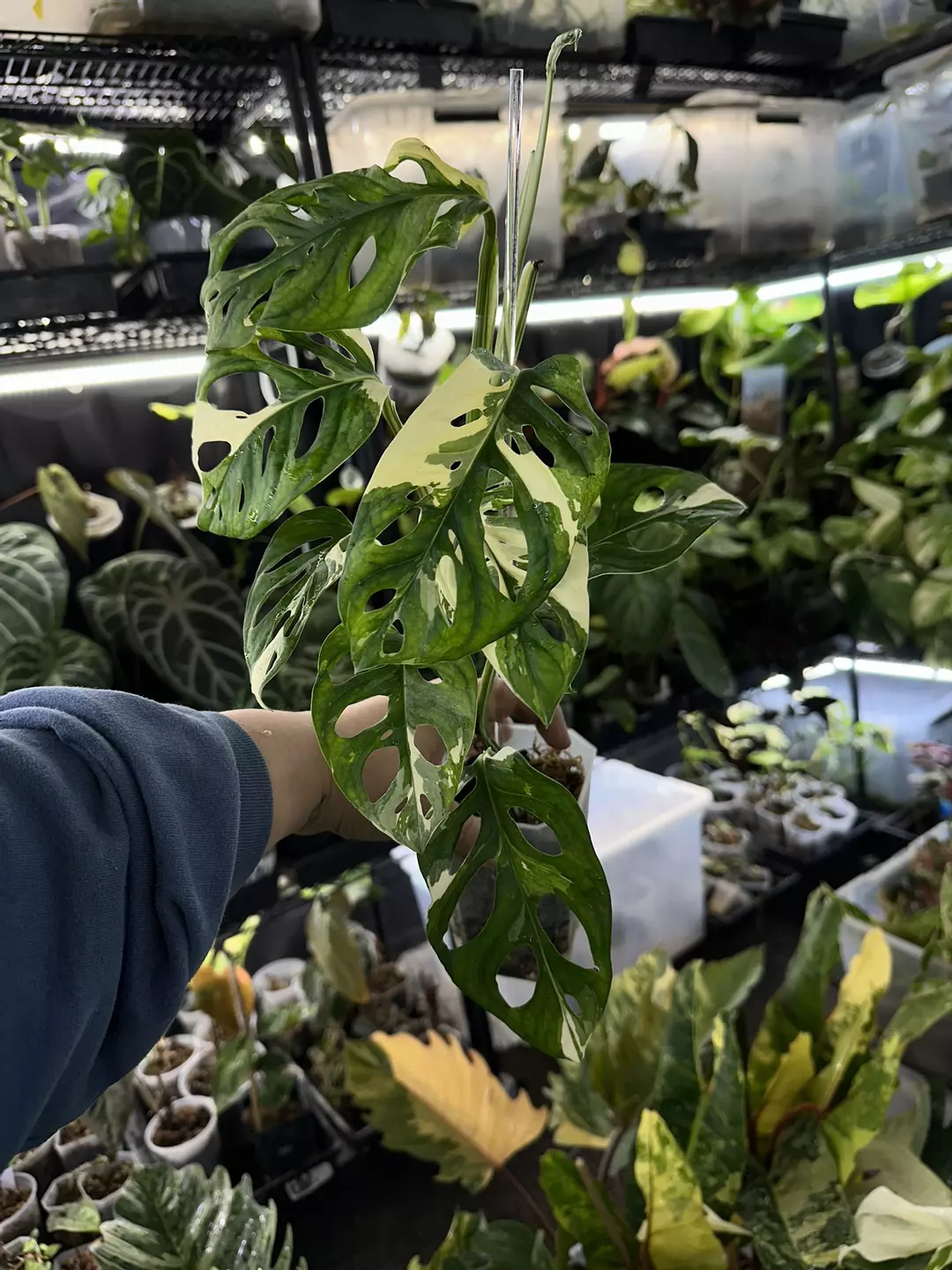 Monstera Adasonii Tricolor   thumbnail