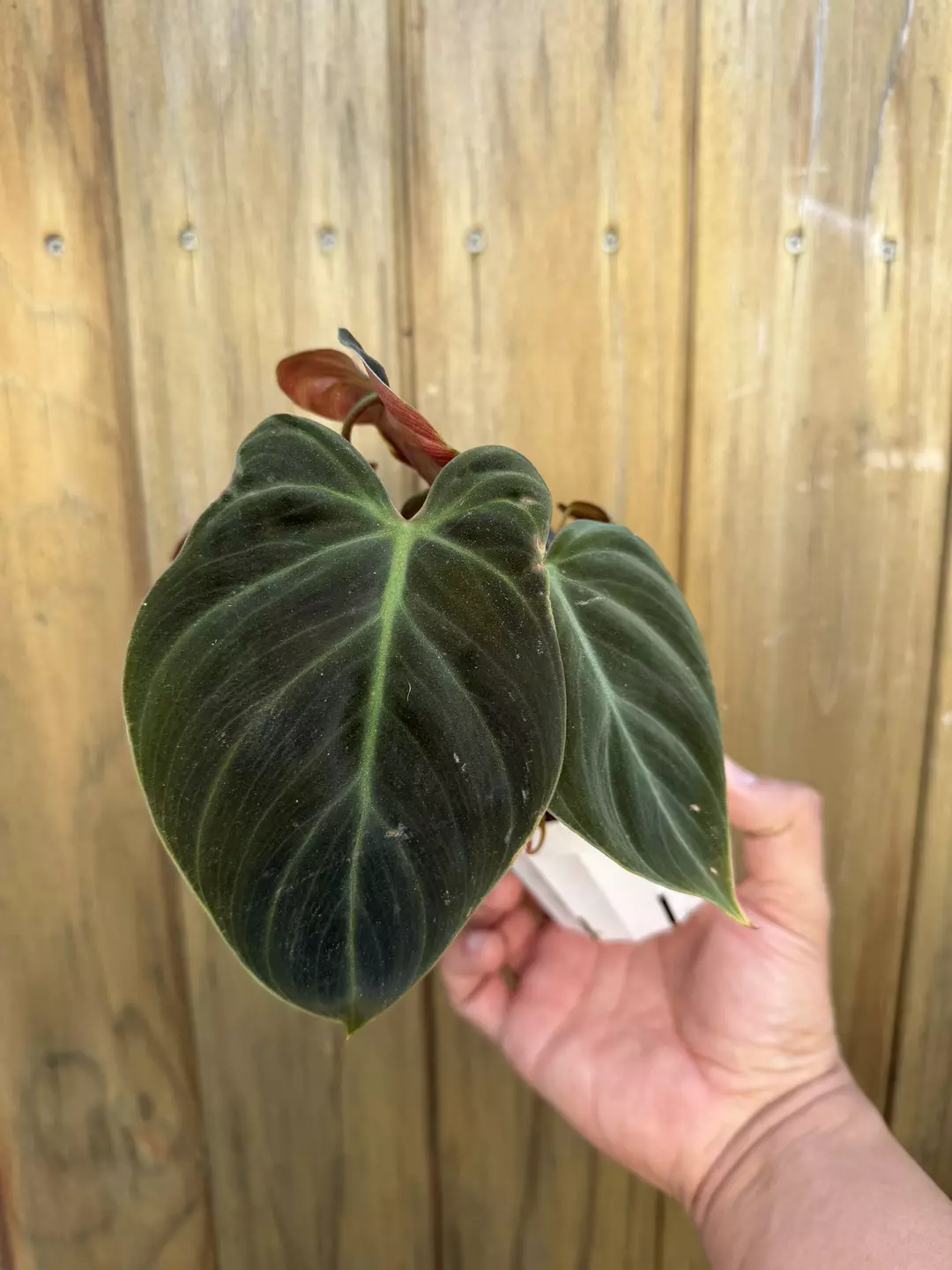 Philodendron red choco thumbnail
