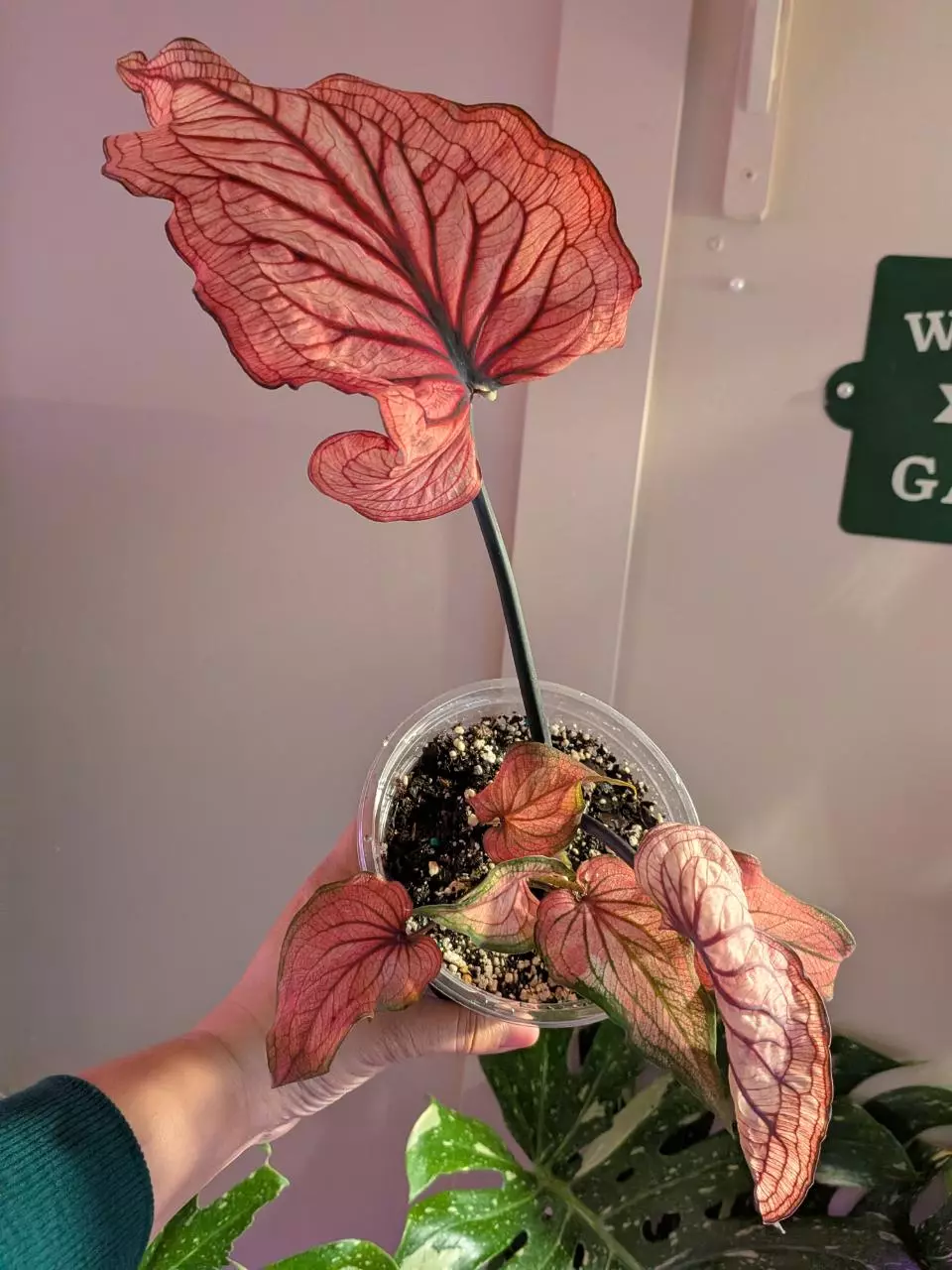 Caladium Dancing Queen thumbnail