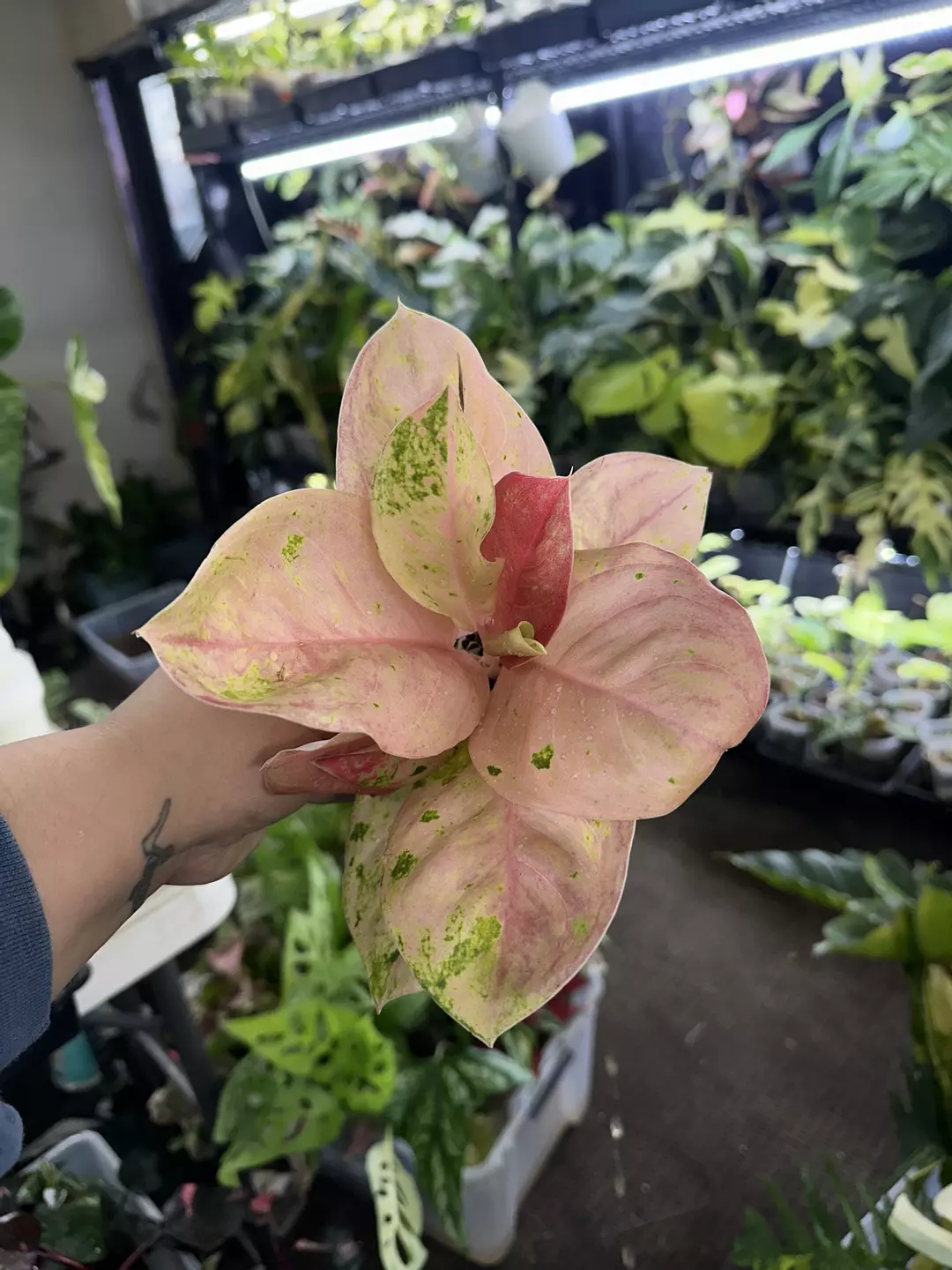 Aglaonema Emerald Beauty  thumbnail
