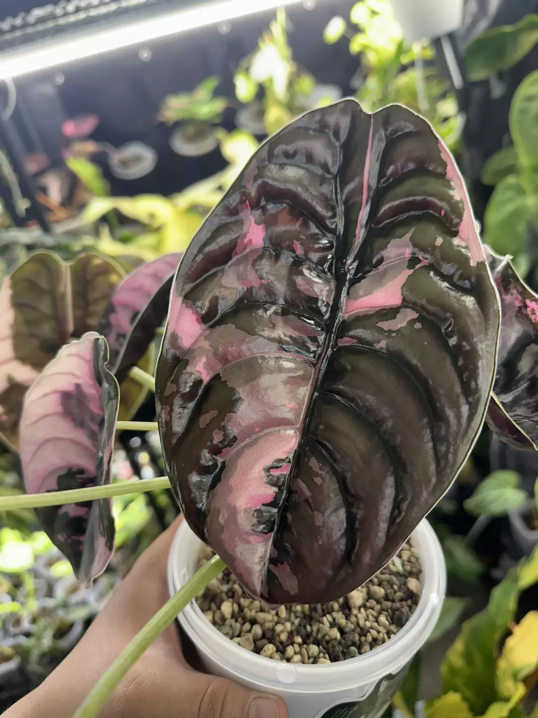 Alocasia True Pink Cuprea (Not TC) thumbnail