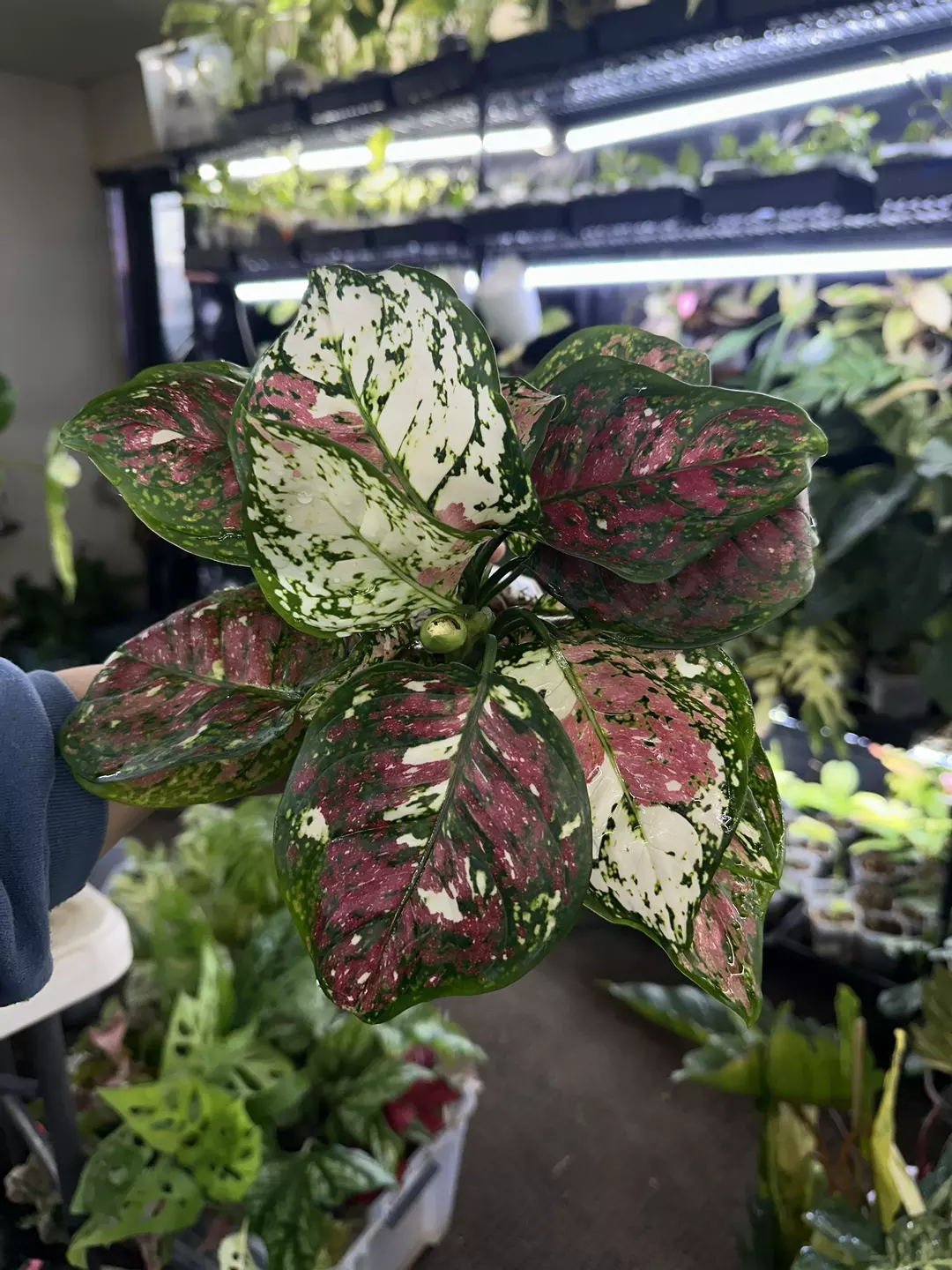Aglaonema Tricolor  thumbnail