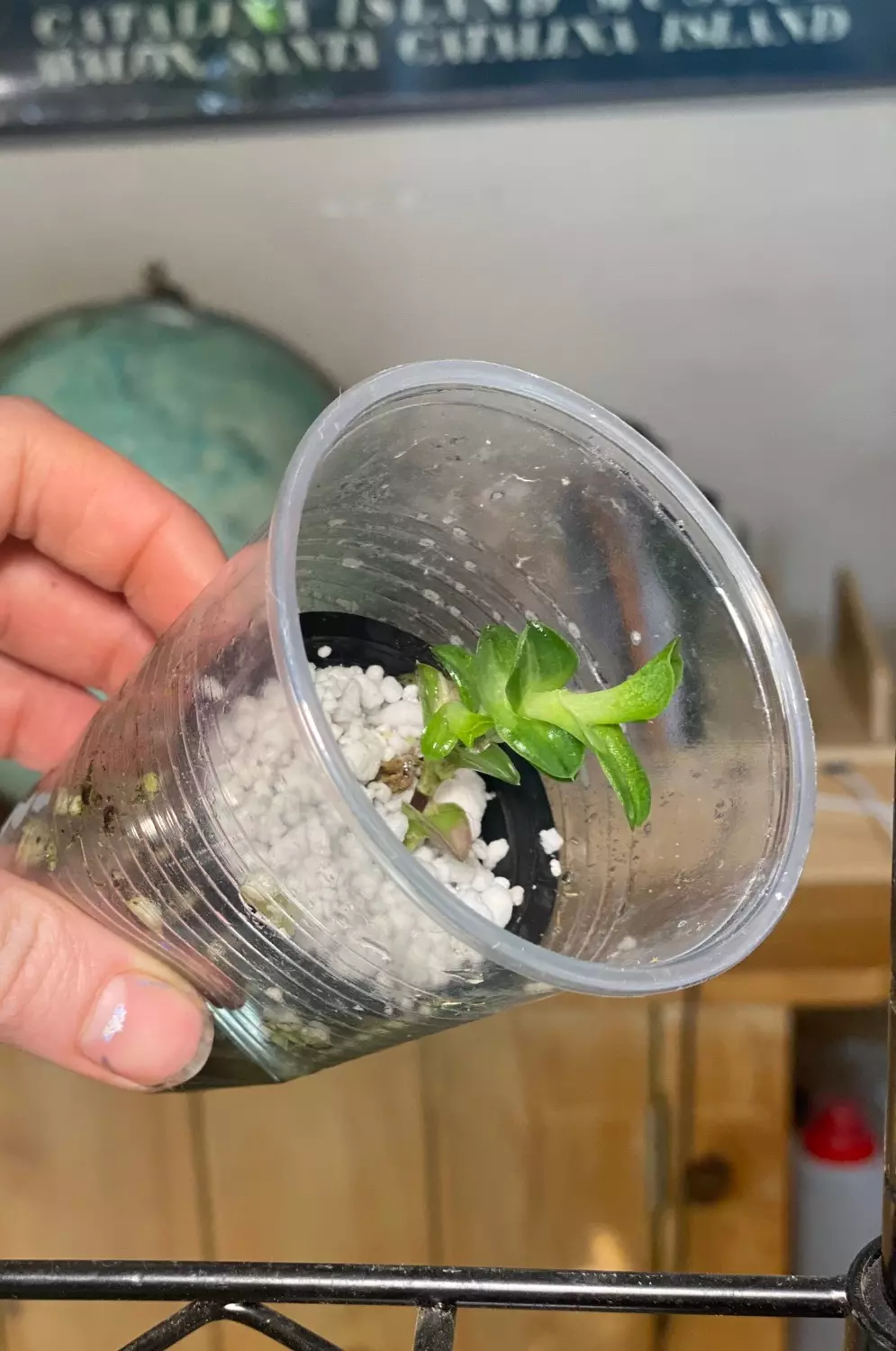 Navicularis  thumbnail