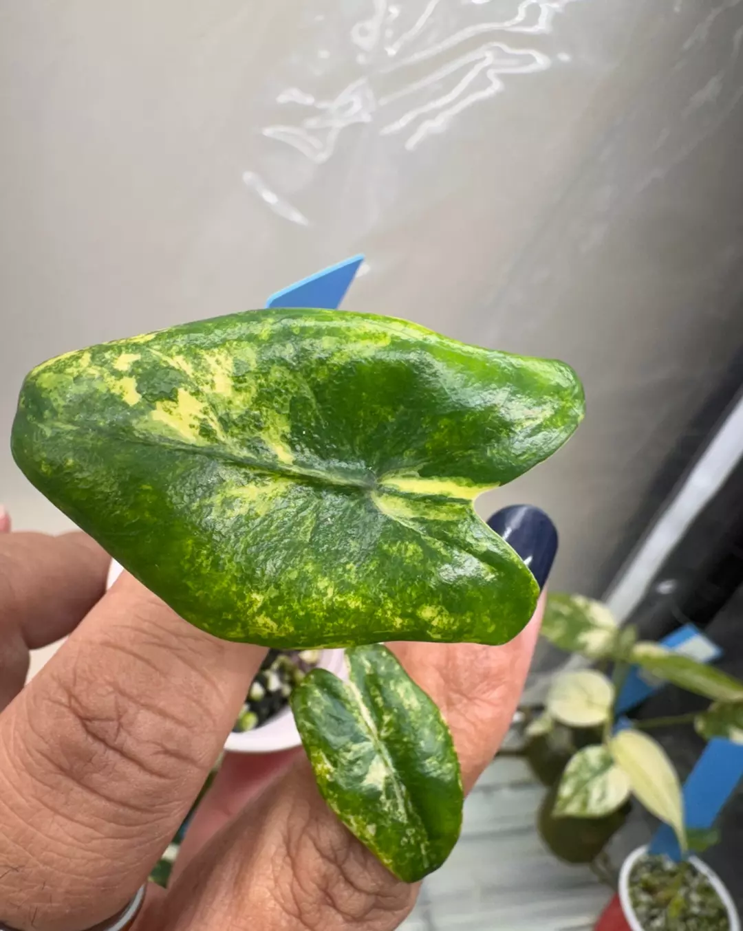 Zebrina Aurea- From Tc thumbnail