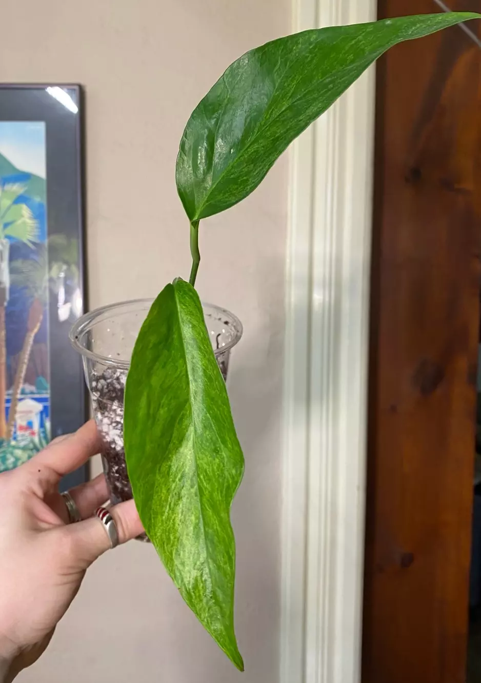 Epipremnum Pinnatum mint  thumbnail