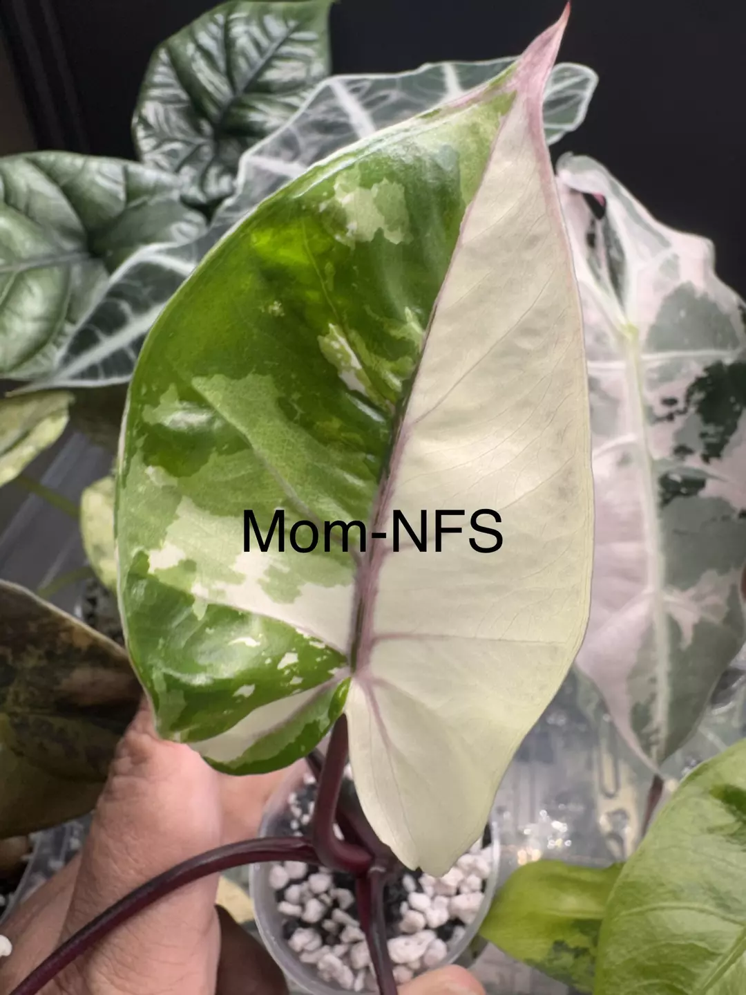 CORM: Black Stem Albo Corms thumbnail