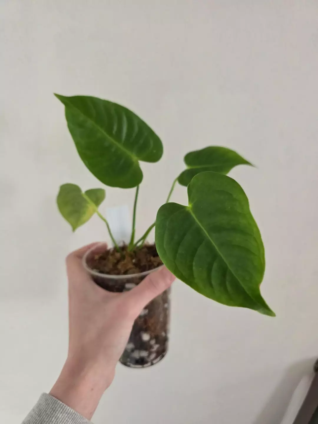 Anthurium King Veitchii thumbnail