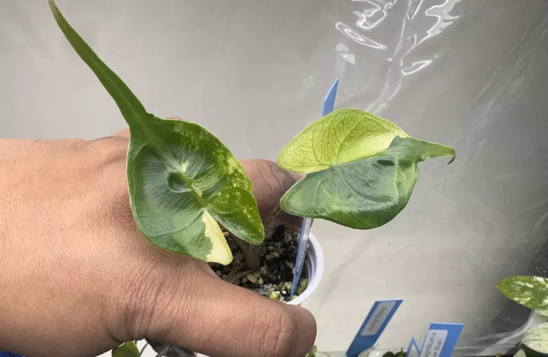Stingray Variegated Alocasia - From TC thumbnail