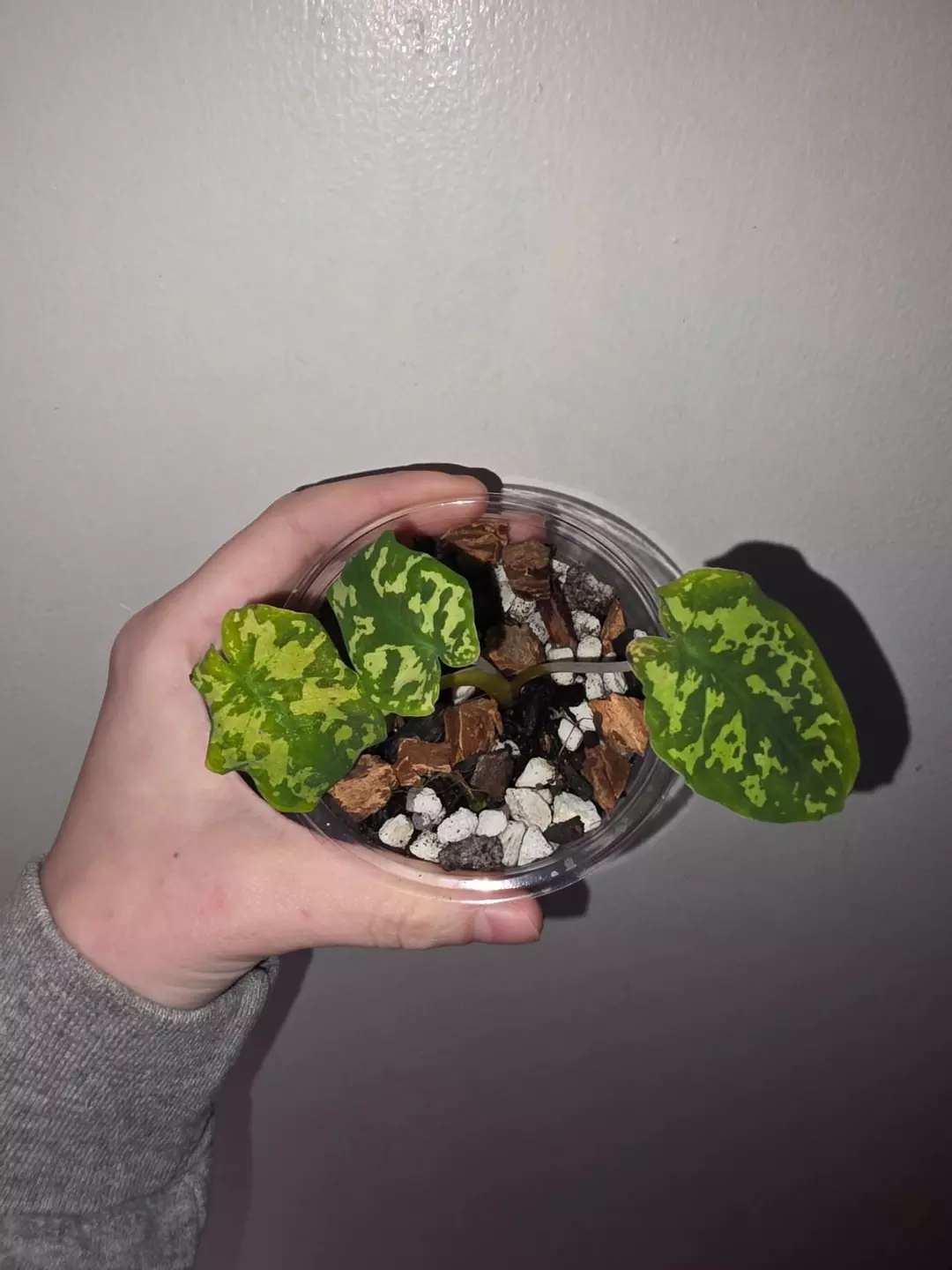 Caladium Hilo Beauty thumbnail