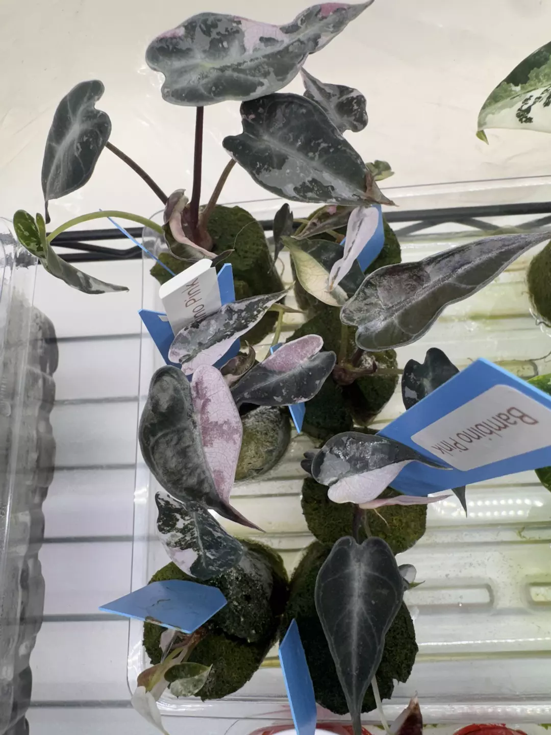 Pink Bambino Alocasia from TC thumbnail