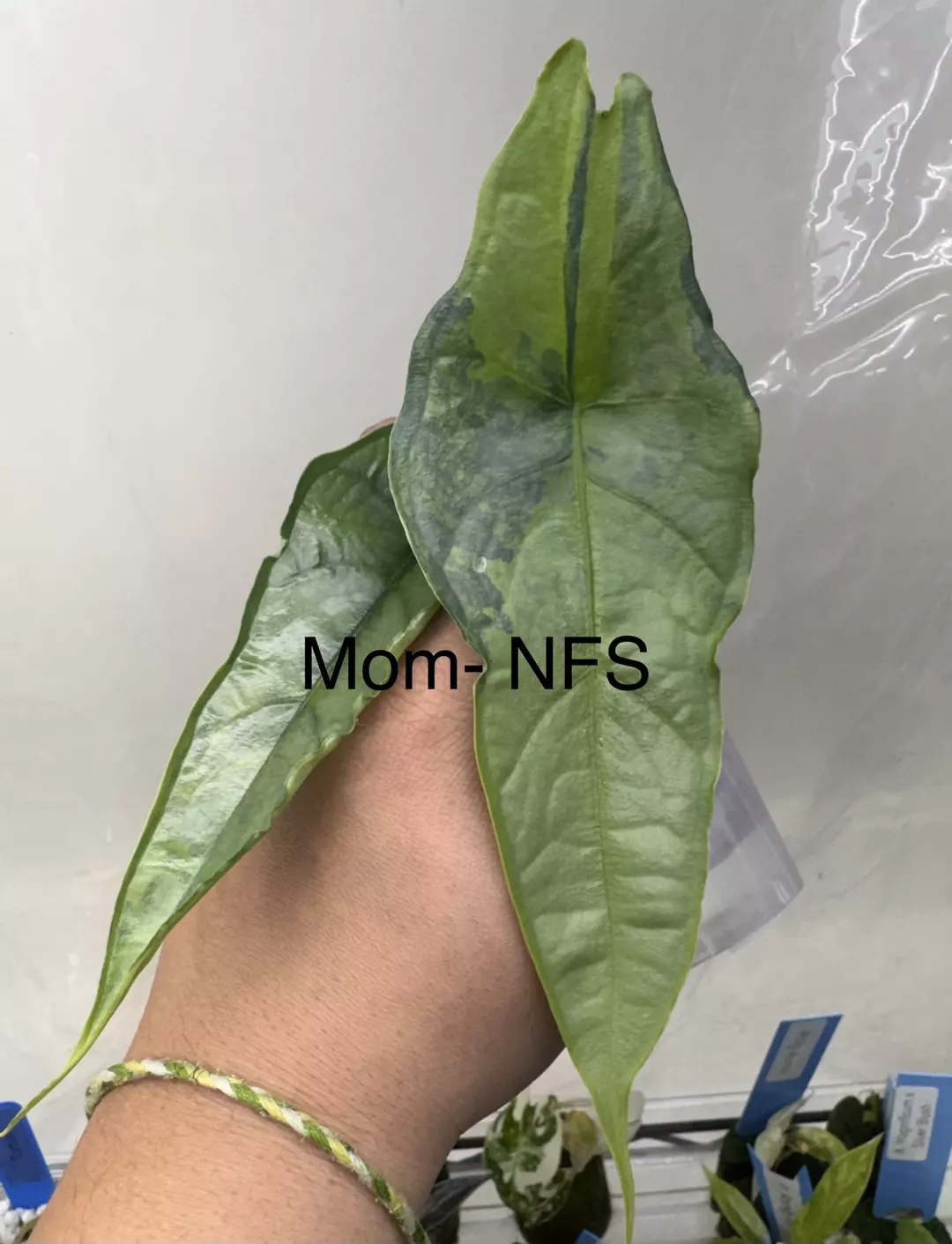 CORM: Dragons Breath Aurea CORM thumbnail