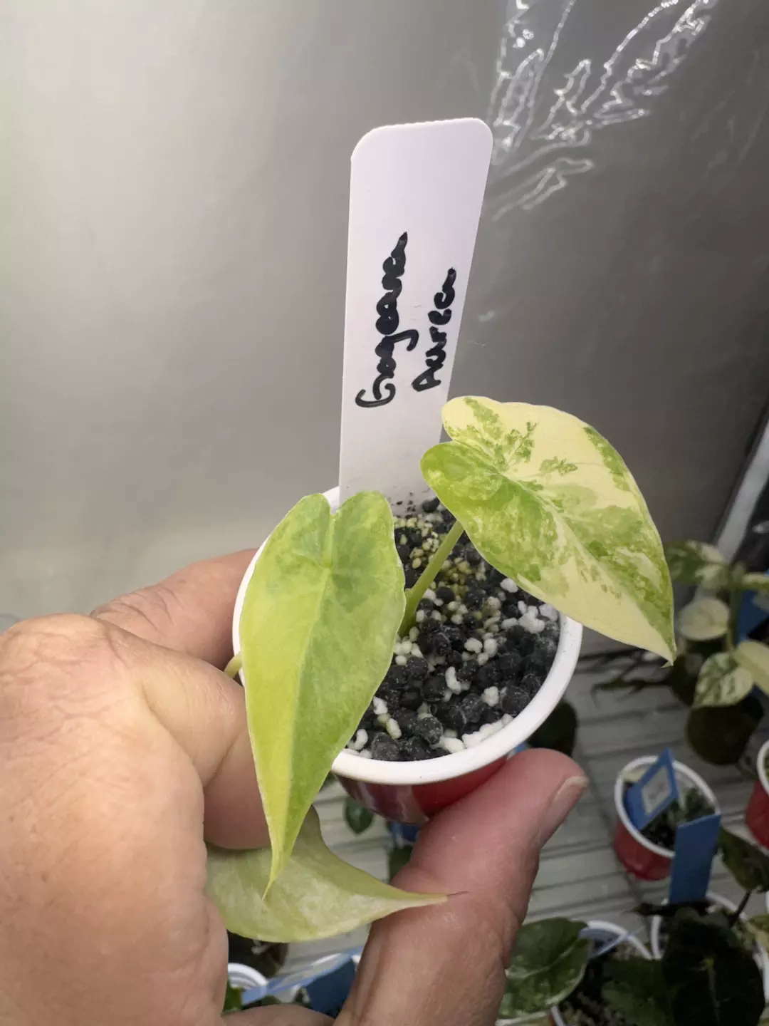 Gageana Aurea- From TC thumbnail