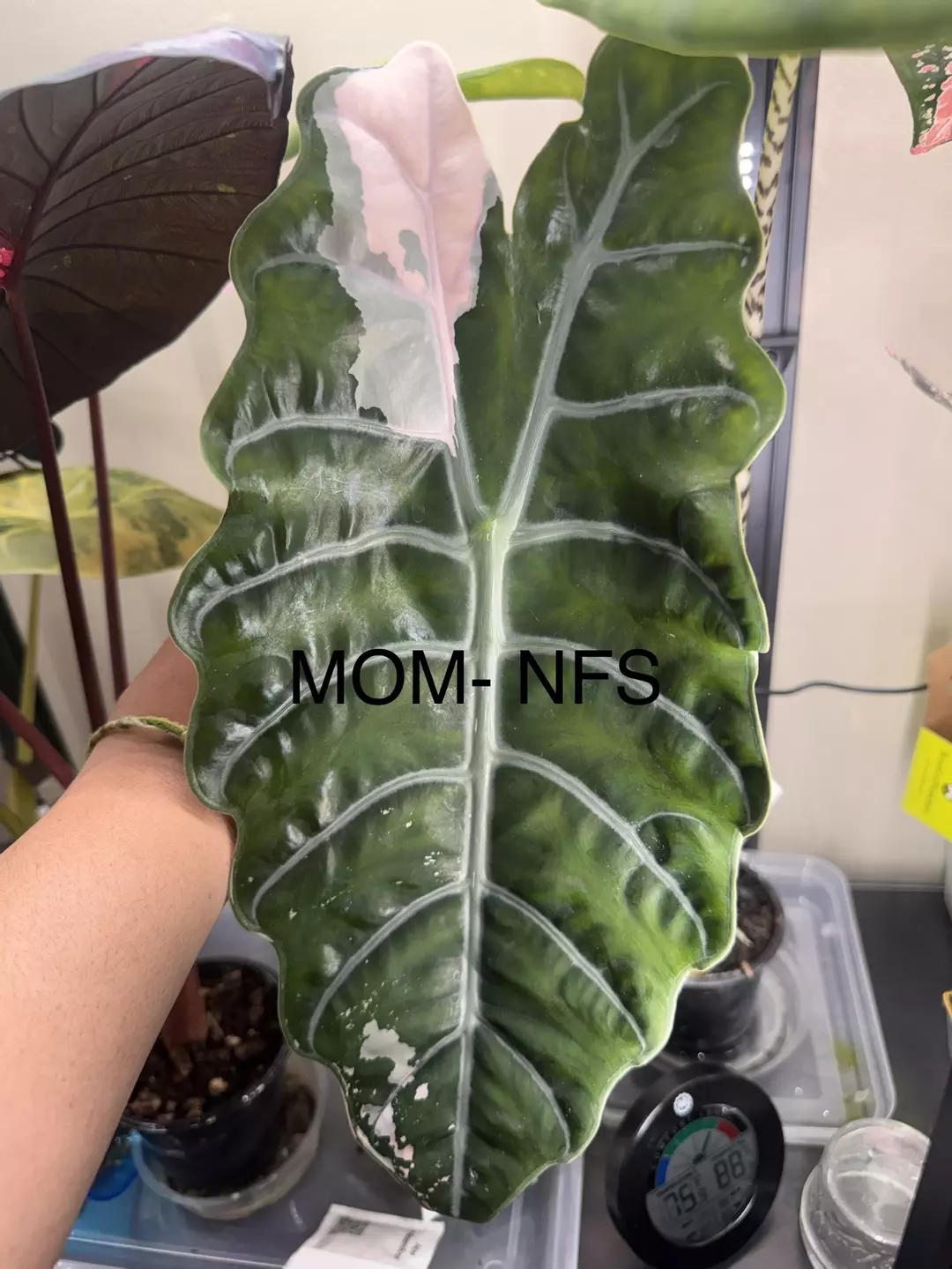 CORM: Pink Chan Corm thumbnail