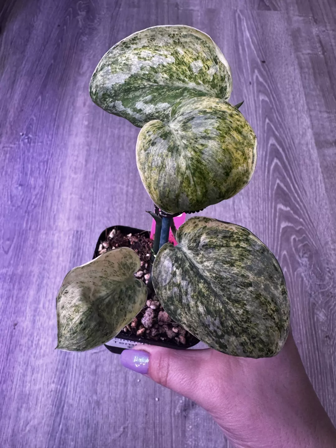 Scindapsus Tembaga thumbnail