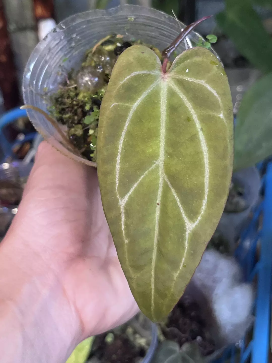 Anthurium Black Widow x Michelle thumbnail