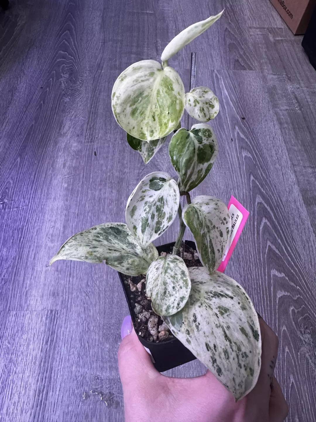 Scindapsus Crème Brulee thumbnail