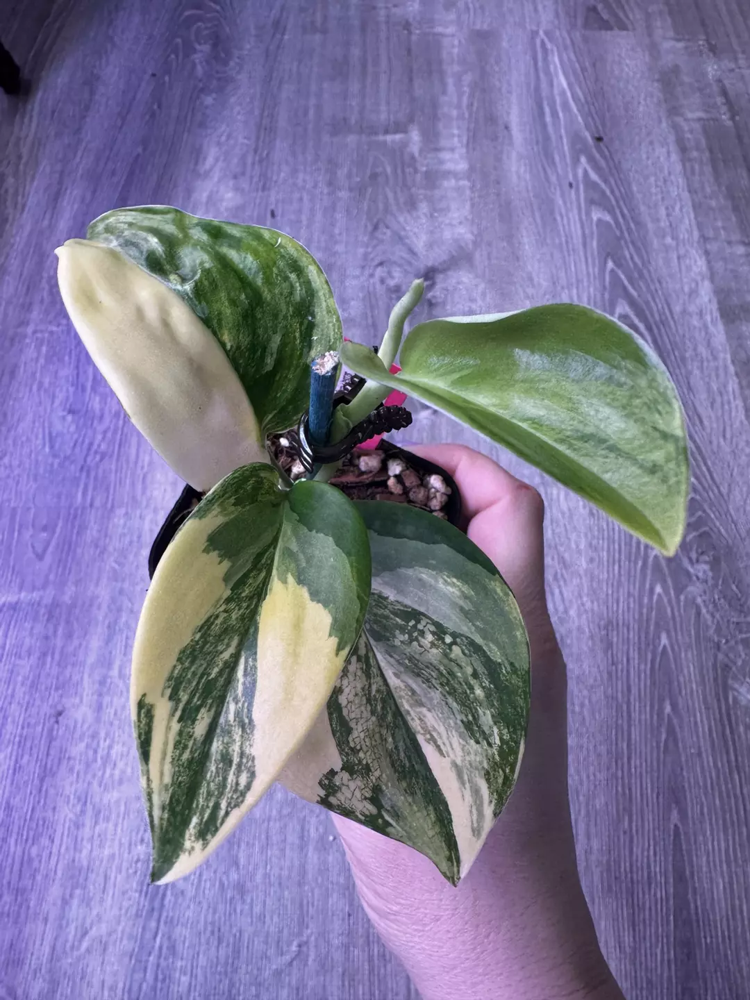 Scindapsus Rubicon Aurea thumbnail