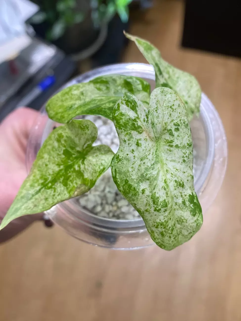 Alocasia Odora batik  thumbnail