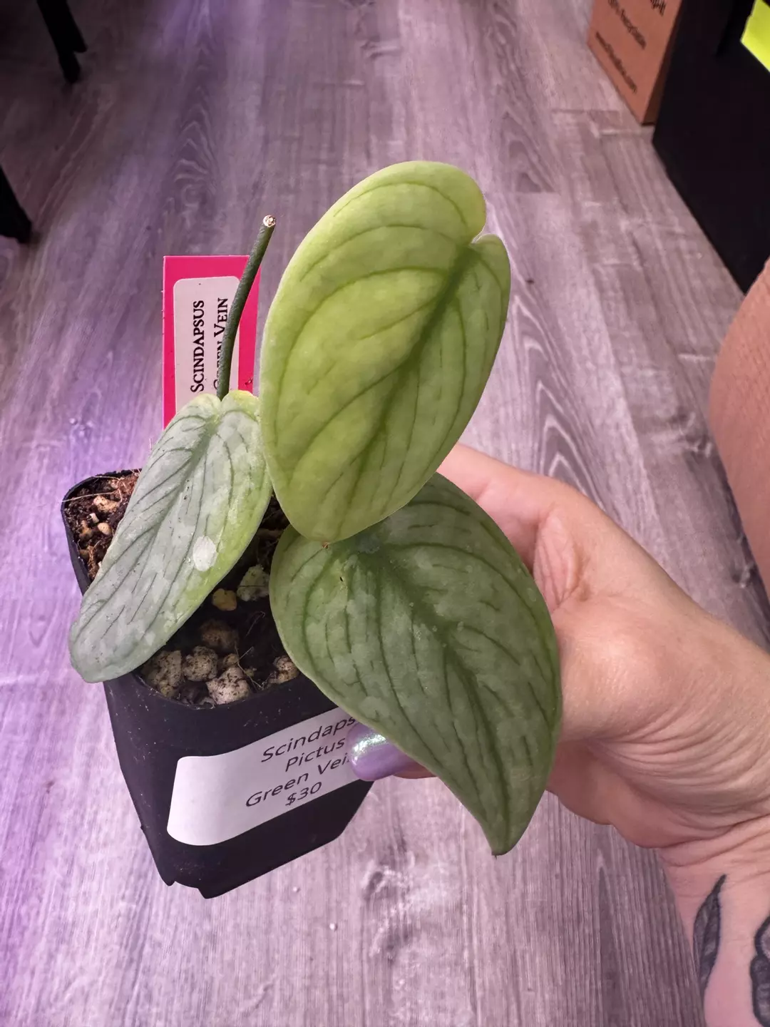 Scindapsus Green Veins thumbnail