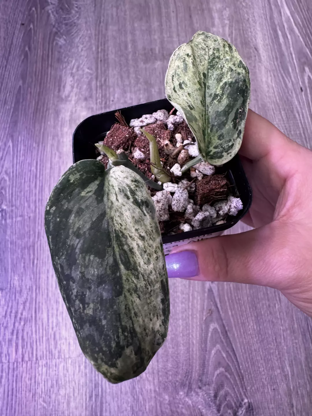 Scindapsus Exotica Albo (2-4 leaves + growth point) thumbnail
