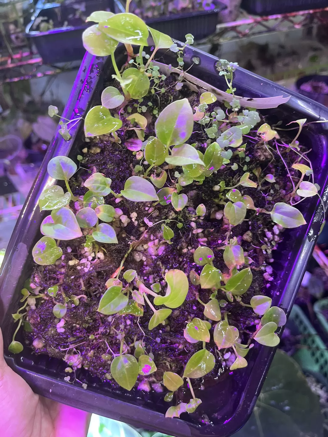 Anthurium seedlings: Carlablackiae x Antolakii x Antolakii x Soul reaper thumbnail