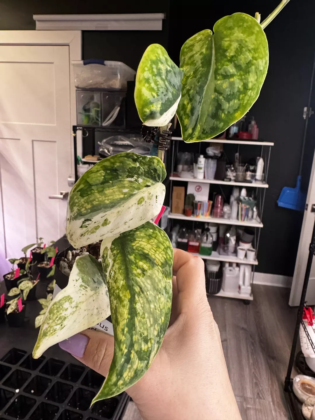 Scindapsus Silver Cloud Albo thumbnail