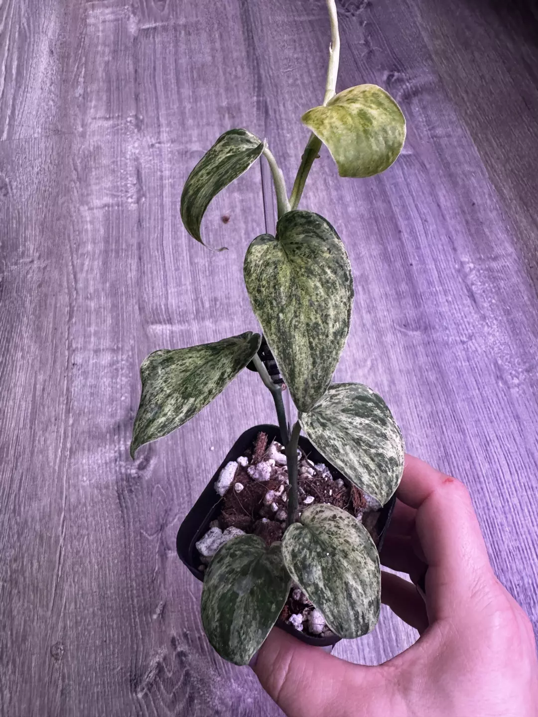 Scindapsus Exotica Albo (5+ leaves and growth point) thumbnail