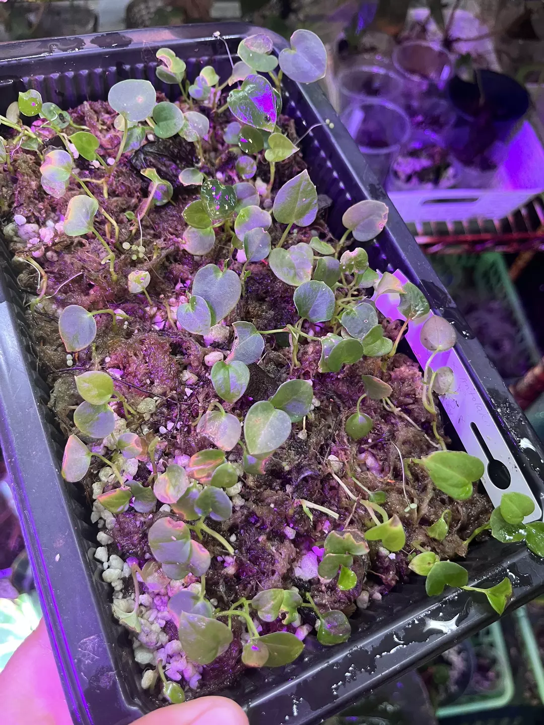 Seedlings: Anthurium Carlablackiae x Antolakii x (Pap x Mag x Stripey) thumbnail