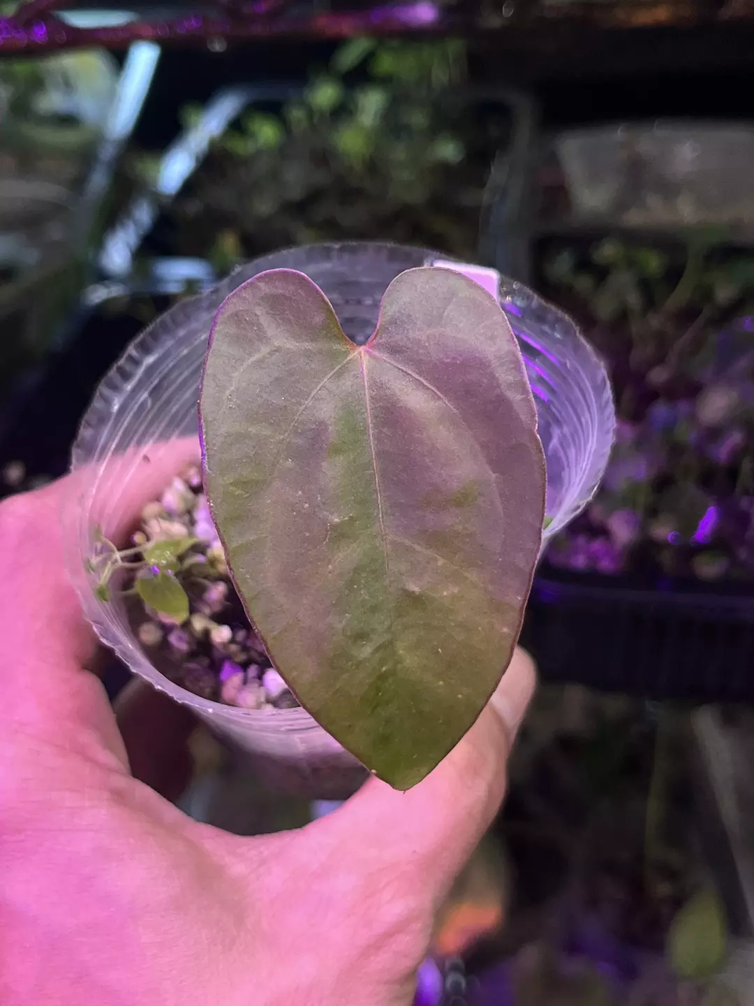 Anthurium division bundle: Dressleri x AOS and Stripey x AOS thumbnail