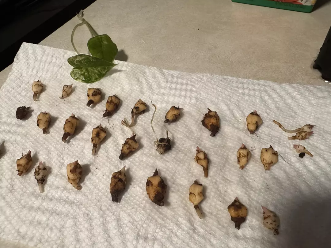 Corms: Tyrion Variegated Alocasia thumbnail