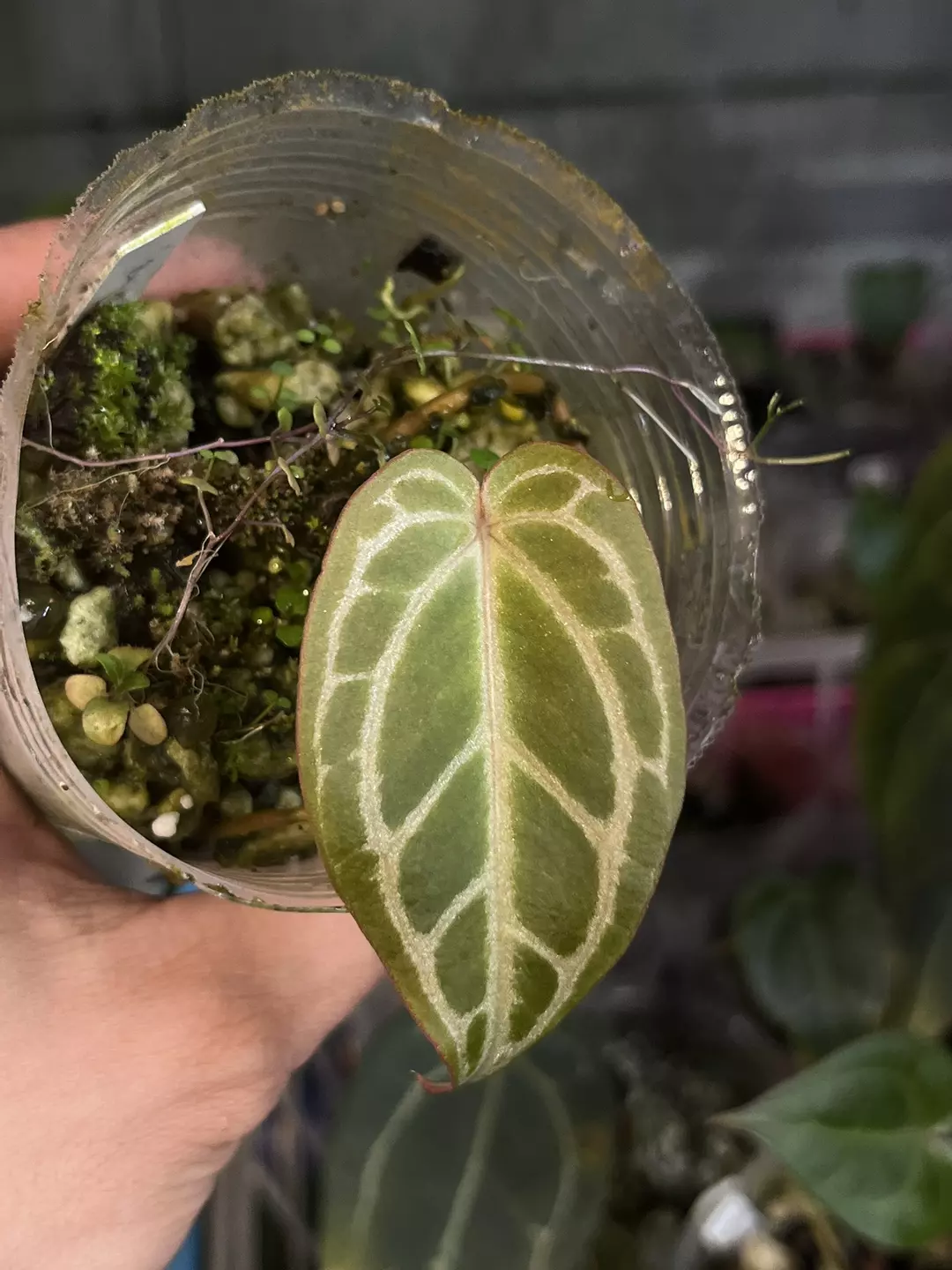 Anthurium Black Widow x Michelle division thumbnail