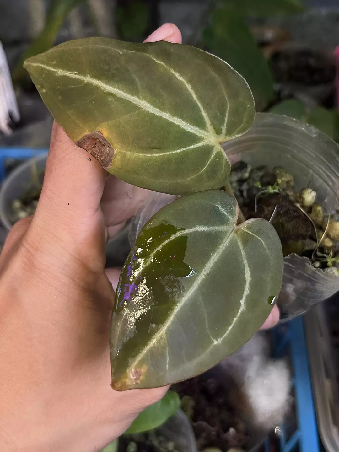 Anthurium Black Widow x Michelle division thumbnail