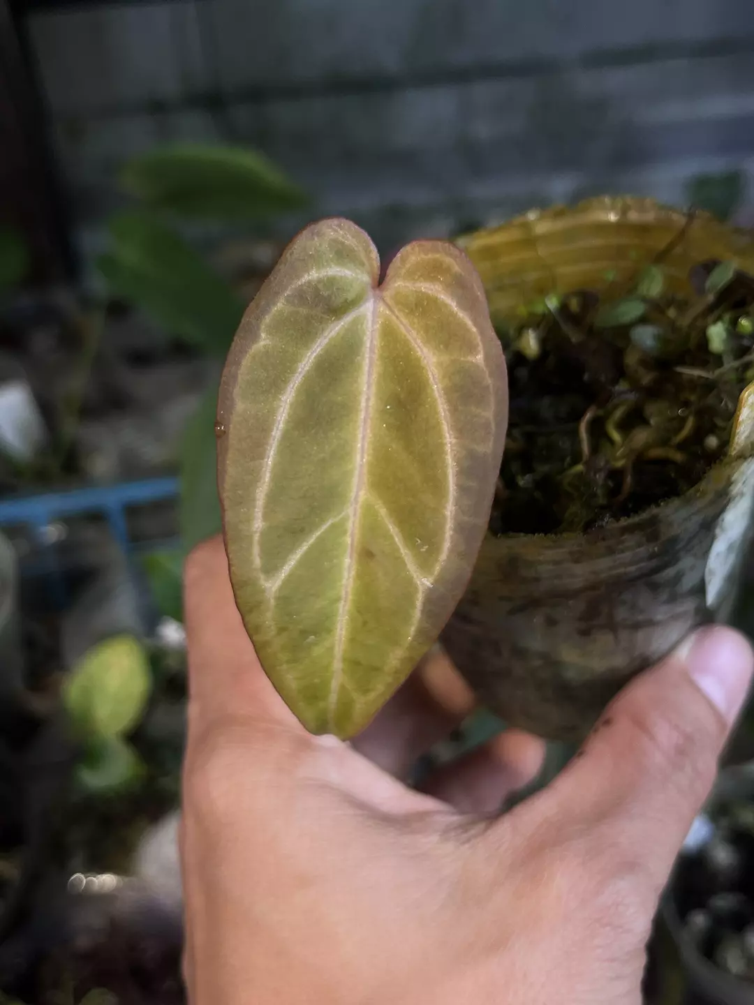 Anthurium Black Widow x Michelle division thumbnail