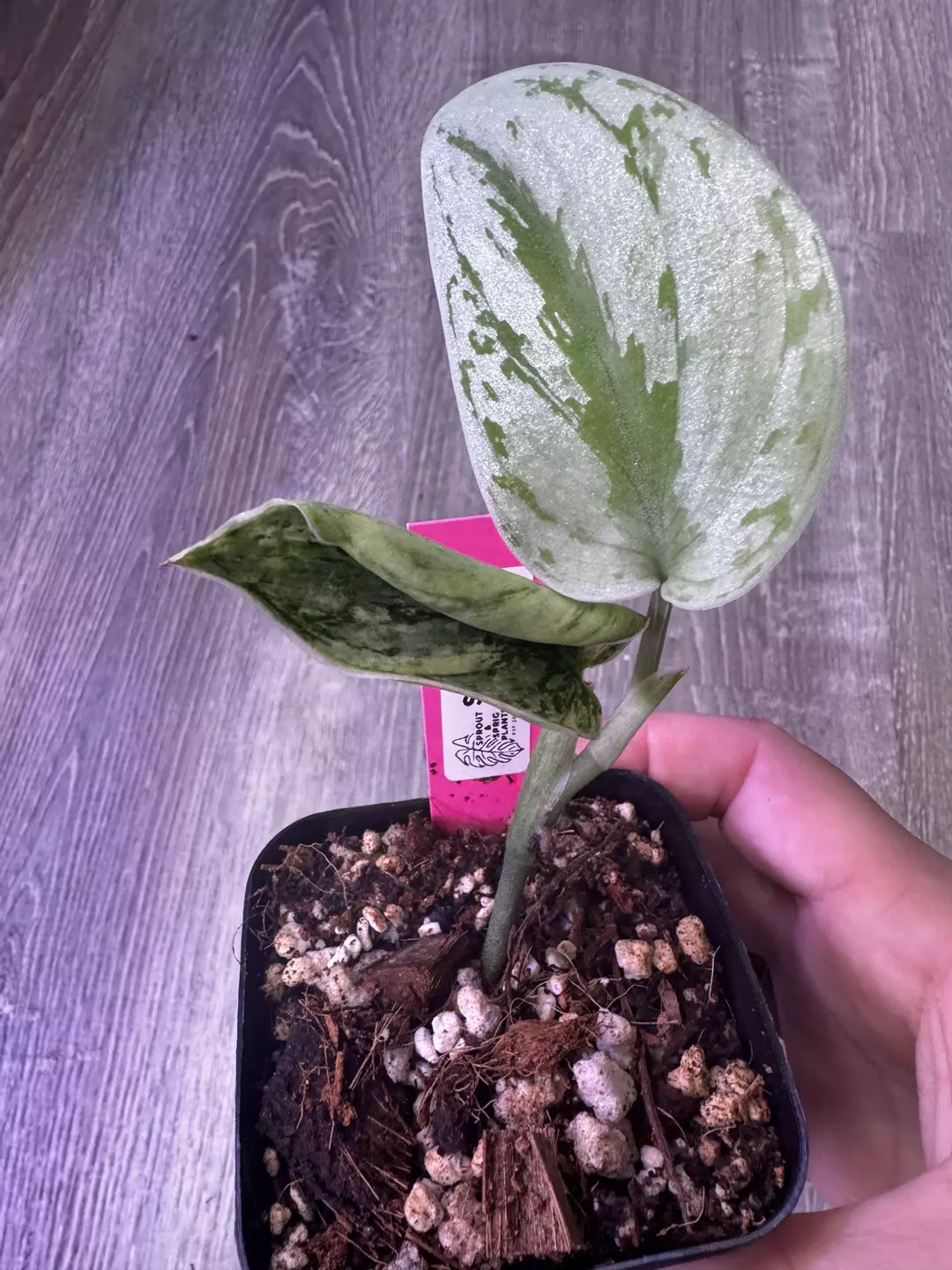 Scindapsus Hologram thumbnail