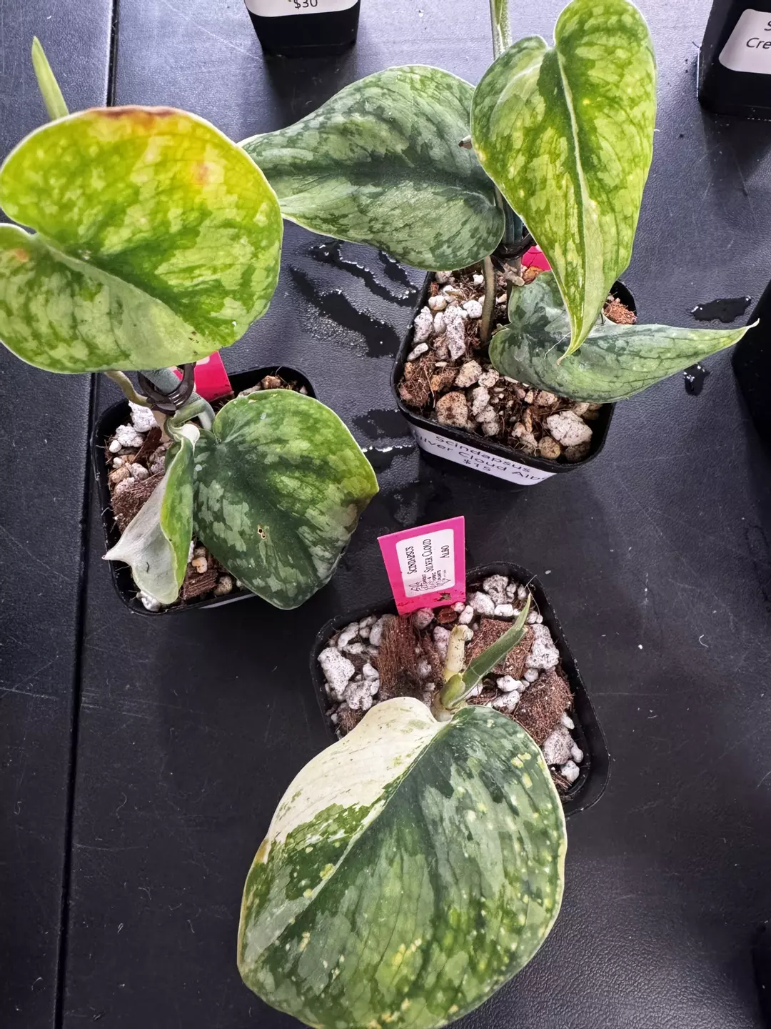 Scindapsus Silver Cloud Albo thumbnail