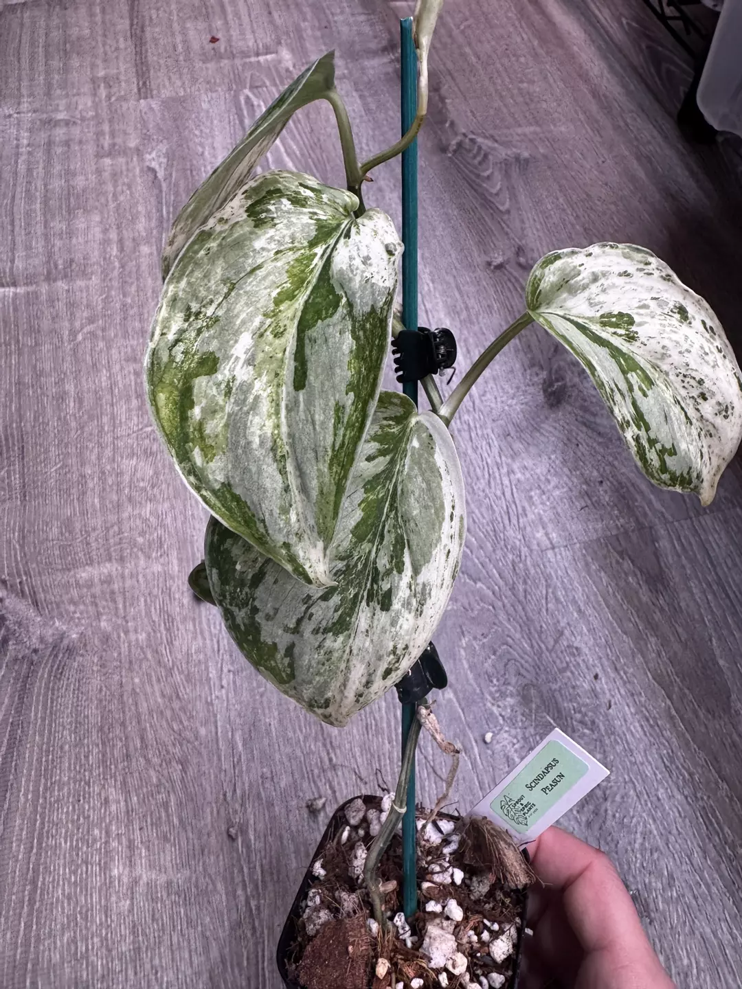 Scindapsus Peasun thumbnail