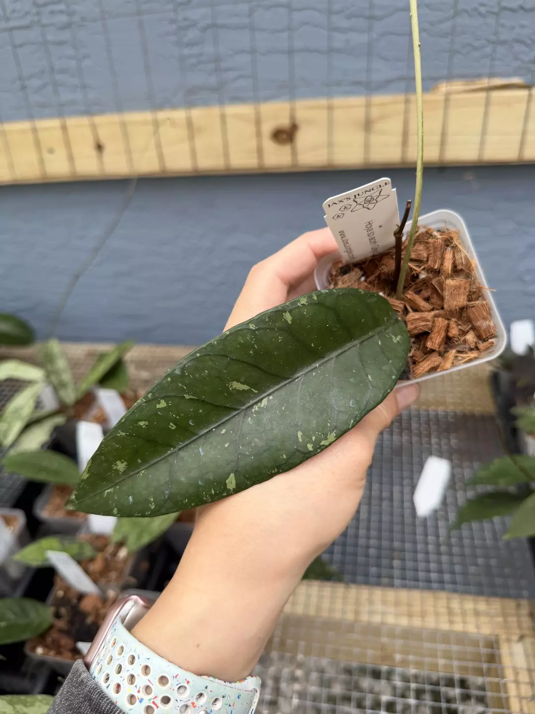 Hoya sp. Aceh Gayo Lues thumbnail