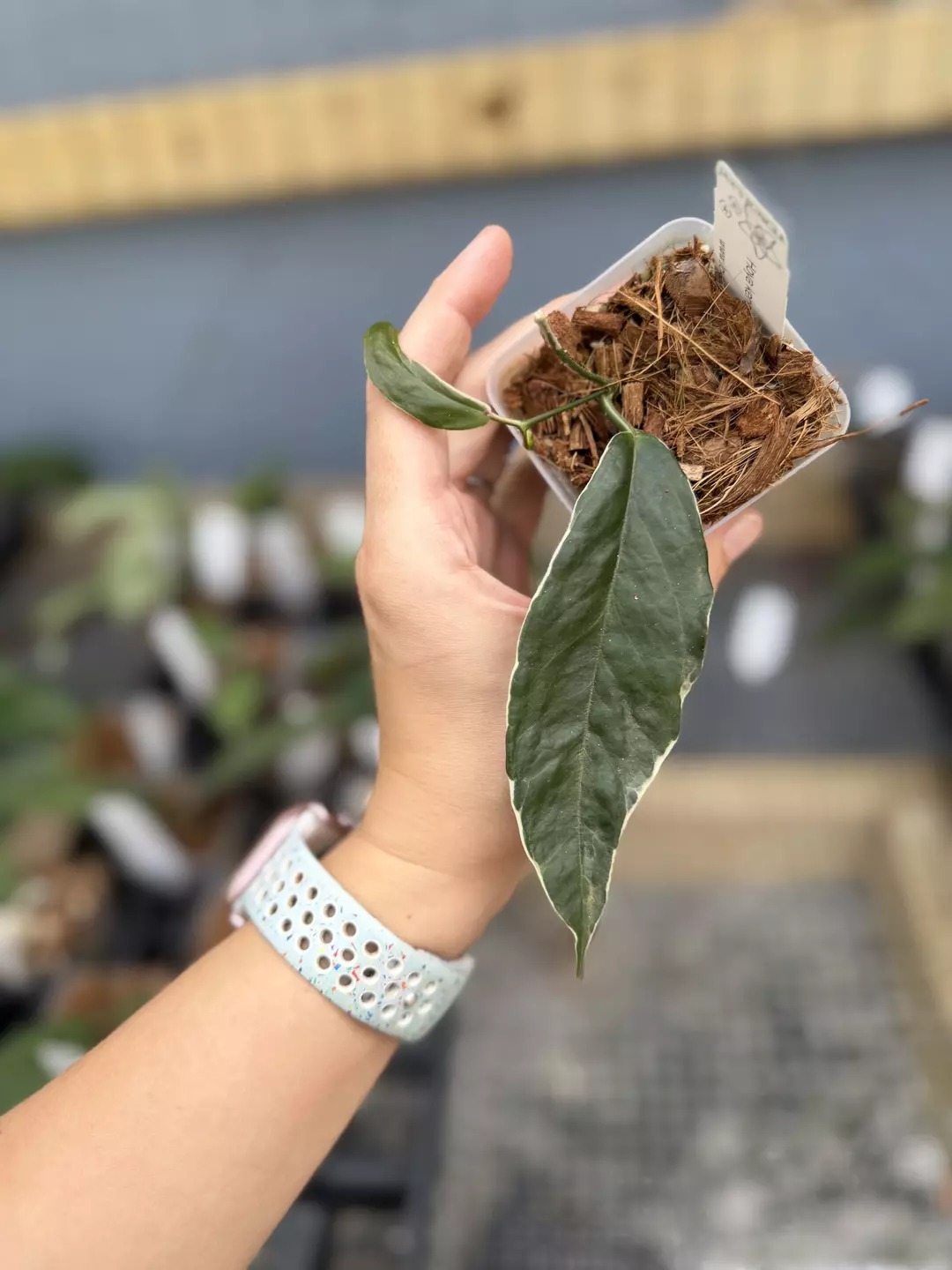 Hoya kenejiana variegated thumbnail