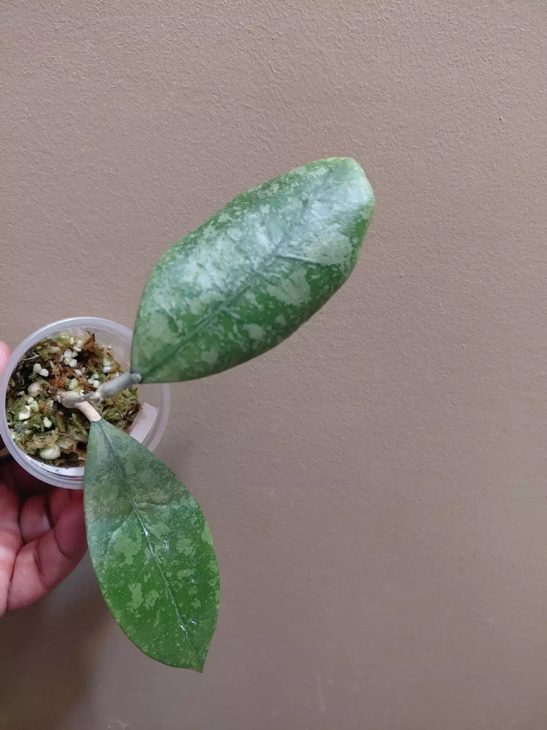 Hoya Sp Aff Lambii thumbnail