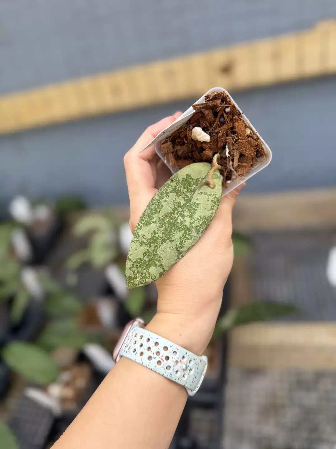 Hoya slm04 silver thumbnail