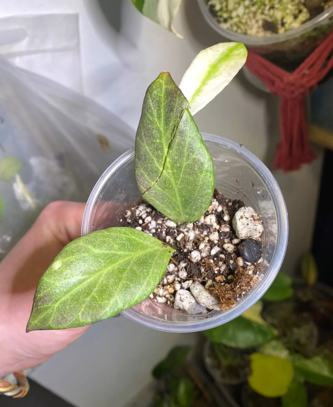 Hoya obscura silver/ chrome. Discounted because I dropped it and broke the leaf thumbnail