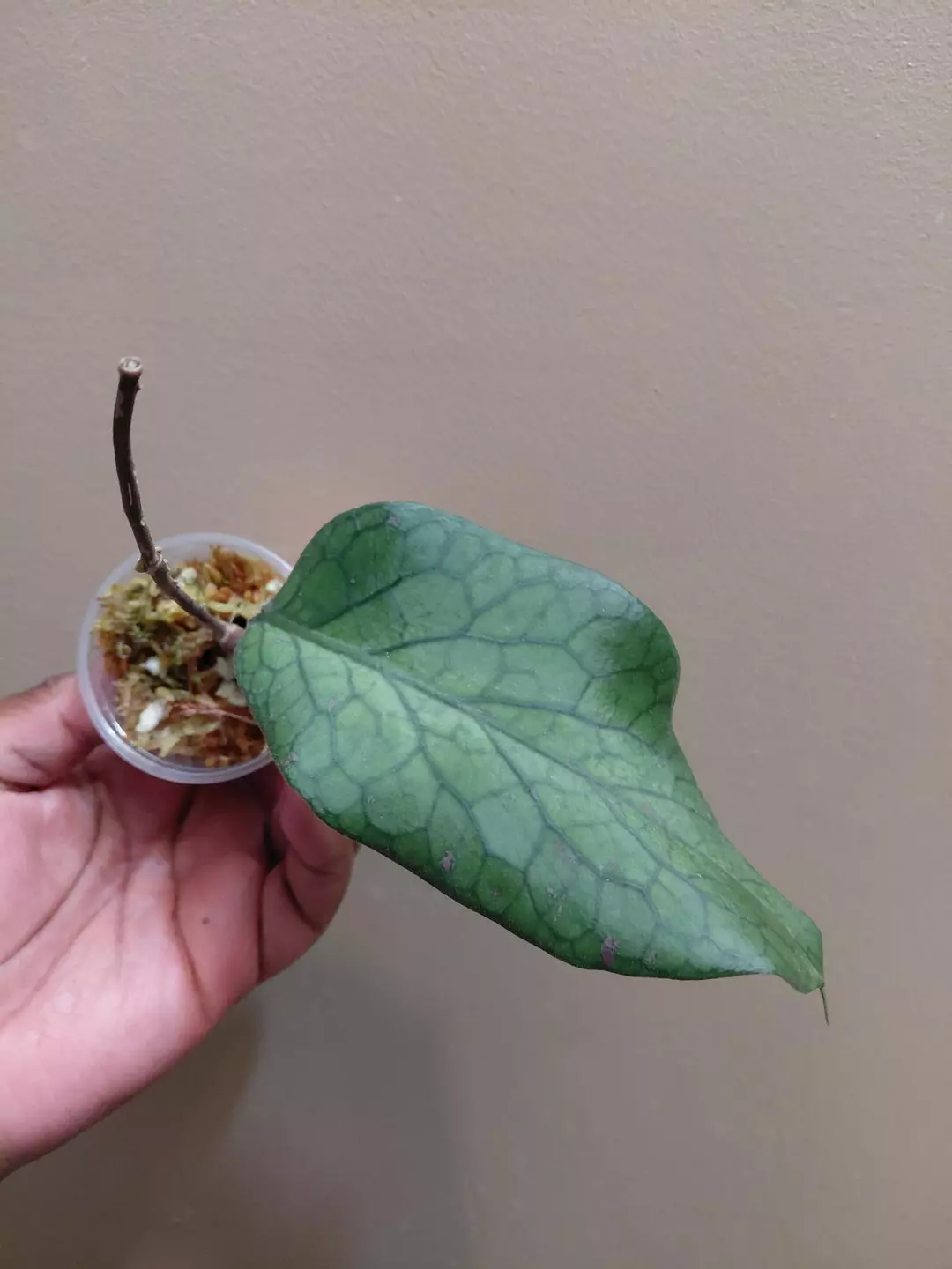Hoya Vitellinoides thumbnail