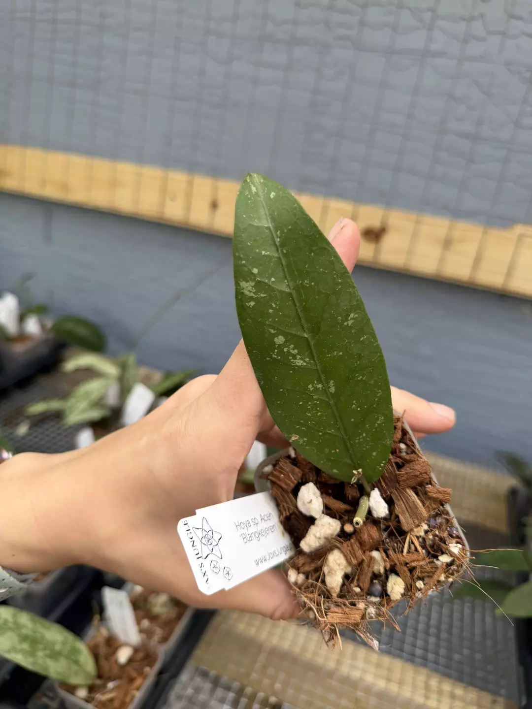 Hoya sp. aceh ‘Blangkejeren’ thumbnail